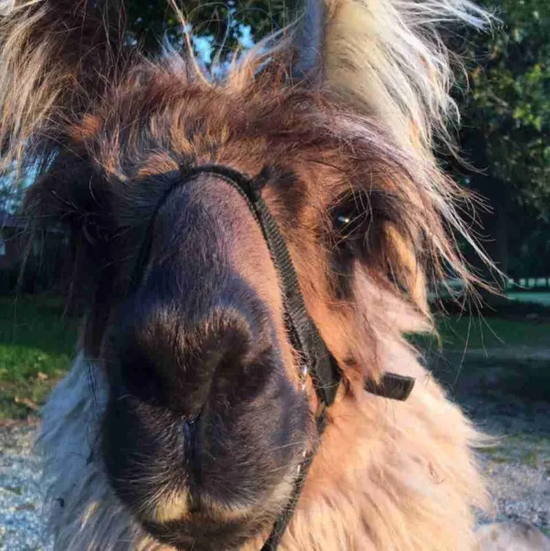 A friendly llama at Llovin Llamas Farms